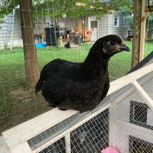 Meet your Posher, Kelsey